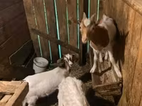 Kambing jantan, Alpine goat — foto 1