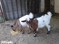 بز ماده, بز — عکس 2