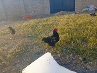 Chickens — 2 зураг