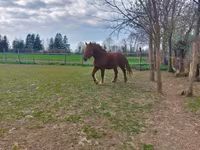 კვიცი, Hungarian horse breed — ფოტო 5