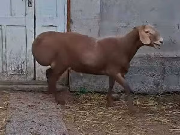 Oi (lot, sex nespecificat), Oi