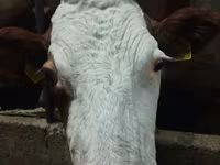 Կով, Simmental cattle — լուսանկար 3
