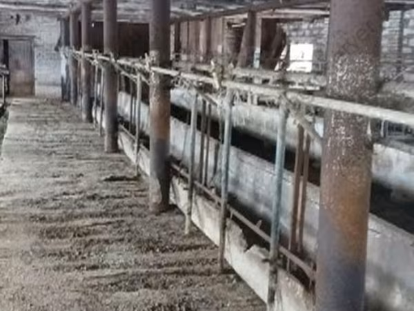 Tehén, Bucovina gyári típusú vörös-foltos ukrán tehén