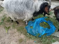بز ماده, بز — عکس 2