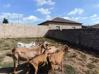 Kambing betina, Goats — foto 4