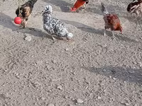 Chickens — عکس 7