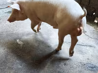 Babi betina, Макстер — foto 8