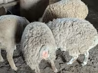 Kambing jantan, Sheep — foto 4