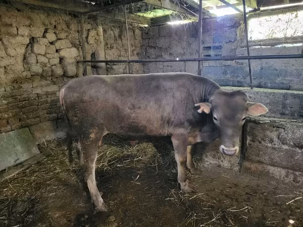 Bull, Swiss cattle — Kyrgyzstan