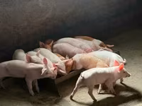 Scroafă, Porci — foto 4