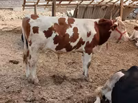 گاو نر, Simmental cattle — عکس 3