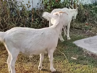 Kambing betina, Saanen goat — foto 1