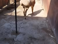 Beran, Arashan sheep — foto 2
