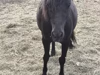 Mare, Horses — photo 2