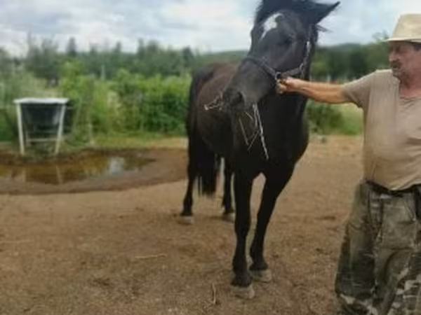 Kısrak, Međimurje horse