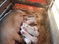 አሳማዎች (ቡድን፣ ጾታ አልተጠቀሰም), Pigs — ፎቶ 2