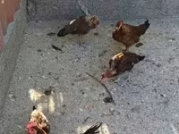 ডেনিশ হেন — ছবি 2
