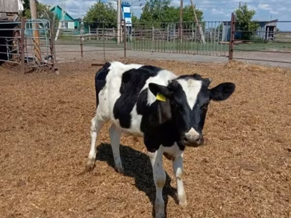 Bull, Russian Black pied cattle