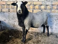 Beran, Romanov sheep — foto 1