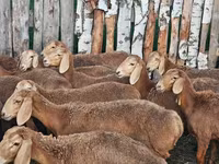 نعجة, Arashan sheep — الصورة 5
