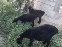 قوچ, گوسفند — عکس 5