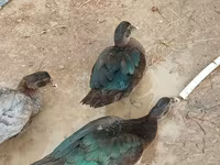 Muscovy domestica — foto 1