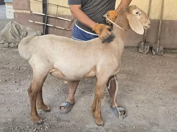 Cừu đực, Cừu — Kyrgyzstan
