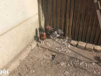 Chickens — Foto 3