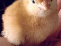 Chickens — foto 1
