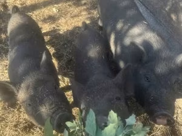 Qaban, Вьетнамская вислобрюхая