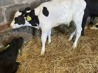 Bovinos (lote, sexo no especificado), Aberdeen-Angus — foto 7