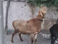قوچ, گوسفند — عکس 2