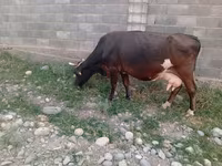 Mucca, Russian Black pied cattle — foto 2