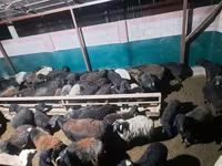 Kambing jantan, Sheep — foto 7