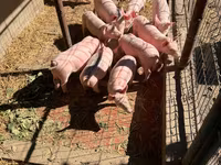 Cinghiale, Пьетрен — foto 2