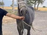 مادیان, اسب — عکس 2