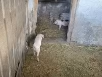 母猪, Pigs — 照片 4