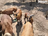 Widder, Cameroon sheep — Foto 2