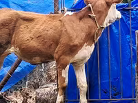 Ko, Simmental cattle — foto 3