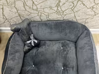 İt üçün yumşaq yataq - Rəng: tünd boz, qızılı naxışlı kənarlar, açıq — รูปภาพ 2