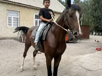 Hengst, Anglo-Arabian — Foto 2