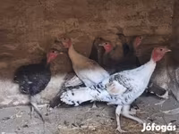 Turkeys — foto 1