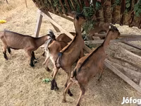 Buk, Alpine goat — foto 2