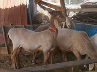 Får, Arashan sheep — foto 3