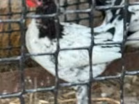 Chickens — foto 2