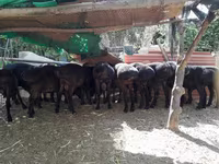 قوچ, Rhon sheep — عکس 4