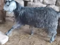 Kambing betina, Goats — foto 5