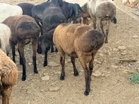 Baran, Rhon sheep — zdjęcie 4