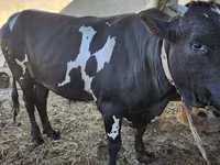 مویشی (گروپ، جنس مذکور نہیں), Russian Black pied cattle — تصویر 5