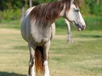 مادیان, Skyros Pony — عکس 4